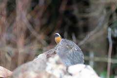 Phoenicurus auroreus