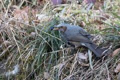 Hypsipetes amaurotis