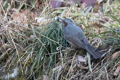 Hypsipetes amaurotis