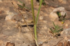 Allium pseudoflavum