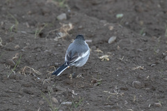 Motacilla alba lugens