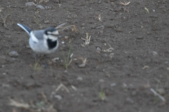 Motacilla alba lugens