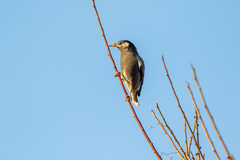 Spodiopsar cineraceus