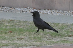 Corvus coronoides perplexus