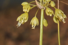 Allium pseudoflavum