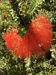 Melaleuca sparsa
