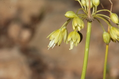 Allium pseudoflavum