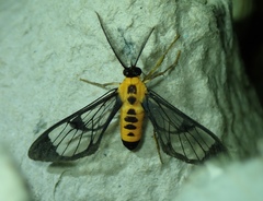 Cosmosoma dorsimacula