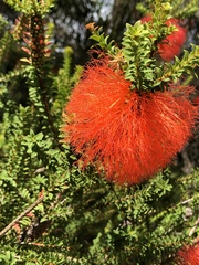 Melaleuca sparsa