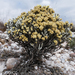 Helichrysum benthamii - Photo (c) vononarbgkew, some rights reserved (CC BY-NC), uploaded by vononarbgkew