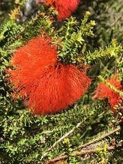 Melaleuca sparsa