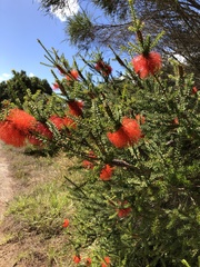 Melaleuca sparsa
