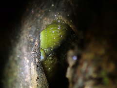 Athoracophorus papillatus