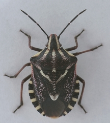 Codophila maculicollis