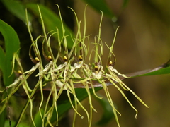 Brassia arcuigera