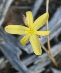 Moraea lewisiae