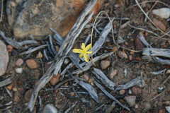 Moraea lewisiae
