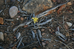 Moraea lewisiae