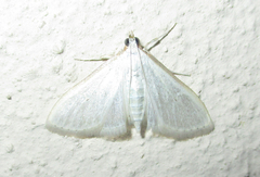 Palpita vitrealis