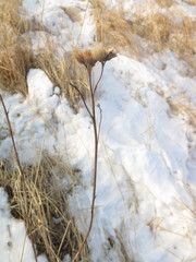 Saussurea amurensis