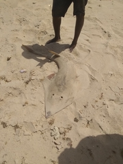 Glaucostegus cemiculus