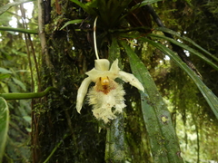 Chondroscaphe embreei