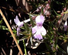 Hemiandra pungens