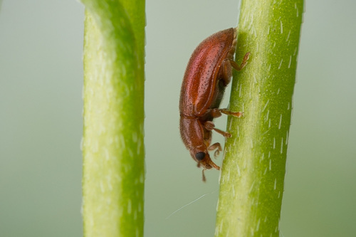 Red Marsh Ladybird, photo 2 of 10