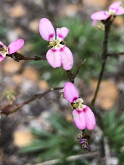 Stylidium caespitosum