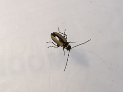 Calomicrus circumfusus