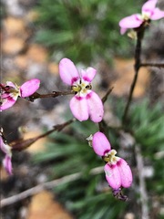 Stylidium caespitosum