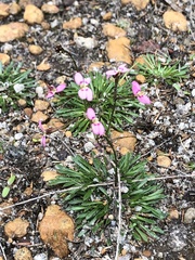 Stylidium caespitosum