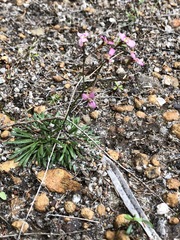 Stylidium caespitosum