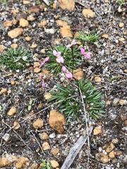 Stylidium caespitosum
