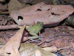 Pristimantis zeuctotylus