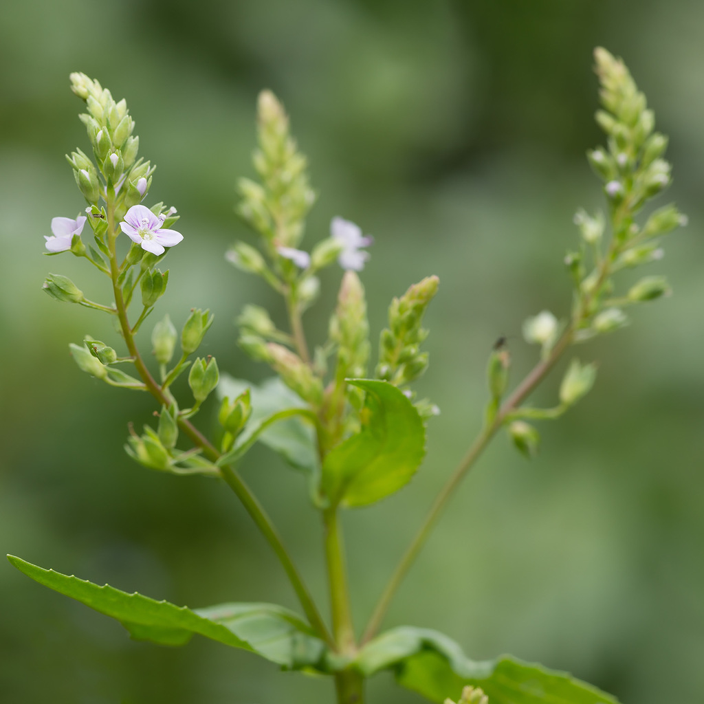 blue water-speedwell