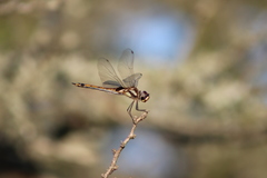 Tramea cophysa