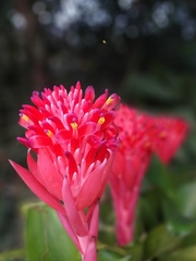 Billbergia pyramidalis