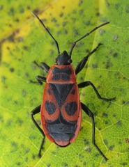 Pyrrhocoris apterus