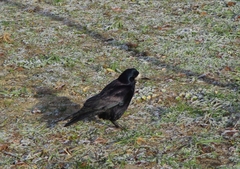 Corvus frugilegus