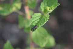 Octotoma scabripennis