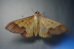 Meroctena staintonii