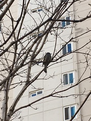 Hypsipetes amaurotis