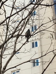 Hypsipetes amaurotis