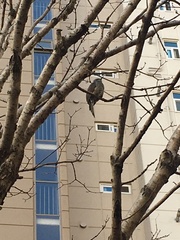 Hypsipetes amaurotis