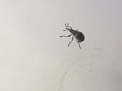 Pseudoperapion brevirostre