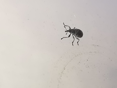 Pseudoperapion brevirostre