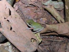 Pristimantis zeuctotylus