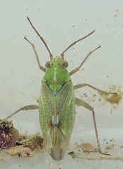 Conostethus venustus