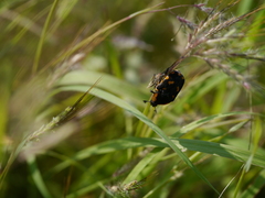 Clinteria klugi